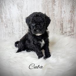 Cuba - Black female Goldendoodle puppy in from Pink Poodles and Doodles
