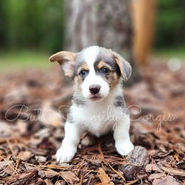 George Jones - American Corgi puppy in Cameron, North Carolina from Butts Family Corgis