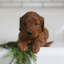 Balsam - Red  male Goldendoodle puppy in Stevens, Pennsylvania from Pebble Paws Lane