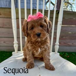 Sequoia - Red female Australian Labradoodle puppy in Chelsea, Michigan from Michigan Labradoodles