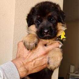 Yellow collar - Black and red female German Shepherd puppy in Stockton, California from Zaragoza German Shepherds