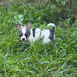 Spotted Female Price: 5,900 - Sable spotted white female Chihuahua puppy in Summerfield, Florida from Uey’s Chihuahuas