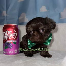 Pup Pup 4 - Chocolate and tan male Shih Tzu puppy in Los Angeles, California from For the Love of Shih Tzus