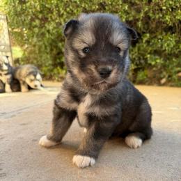 Orange - Sable and white male Siberian Husky puppy in Virginia Beach, Virginia from Fly Siberian