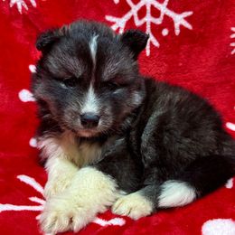 AKC Cindy Lou - Black and white female Siberian Husky puppy in Centreville, Maryland from Huskies By the Bay