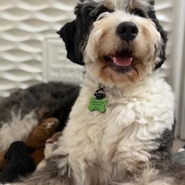 Dutton - Bernedoodle