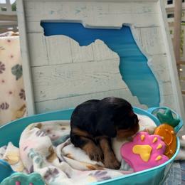 BamBam - Black and tan male Cavalier King Charles Spaniel puppy in Destin, Florida from Ruby’s Coastal Cavaliers