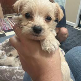 Harrison - Tan male Morkie puppy in Winston Salem, North Carolina from Patty’s Paws