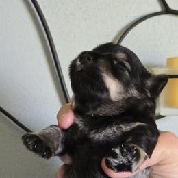 Salt and Pepper Male - Salt and pepper male Miniature Schnauzer puppy in Hertford, North Carolina from Little Bug Schnauzers