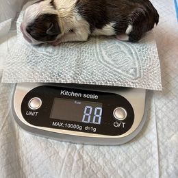 Boy 1 - male Boston Terrier puppy in Lowell, Arkansas from Bogan's Boston's