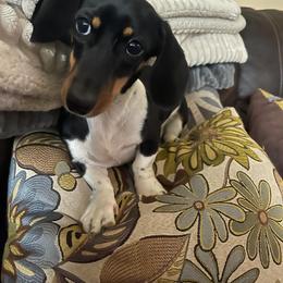 Rosie - Piebald female Dachshund puppy in Modesto, California from Cabrera Family Kennels