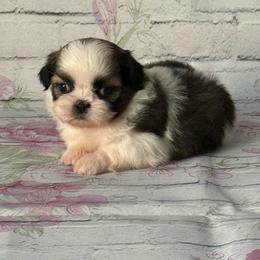 Gia - Gold and white female Shih Tzu puppy in Shawnee, Oklahoma from Black Velvet Shih Tzu