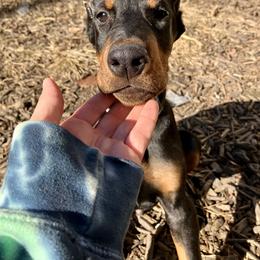 Doberman Pinscher Puppies from Von Schaaf Haus DuPree