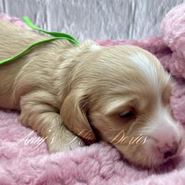 Thor - Cream male Dachshund puppy in Jena, Louisiana from Amy’s Mini Doxies