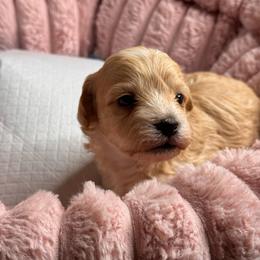 Buster - Apricot male Maltipoo puppy in Bakersfield, California from Silvia's Maltipoos