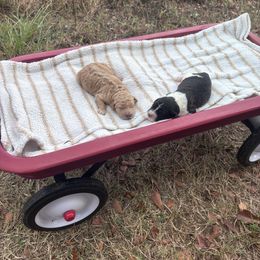 St Nicholas - Apricot male Goldendoodle puppy in Milan, Georgia from Cherokee Rose kennels