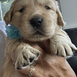 Golden Retriever Puppies from Ruff Life Goldens