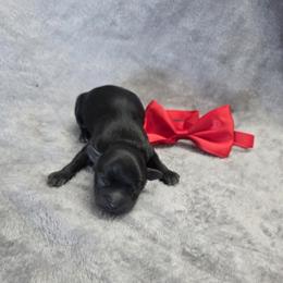 Ross - Black male Shihpoo puppy in Delphos, Ohio from Route 66 Poodles & Doodles, Sapphire Shih-tzu's of Ohio