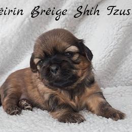 AKC Red Female (Purple Collar) - Red female Shih Tzu puppy in Las Vegas, Nevada from Beirin Breige Shih Tzus