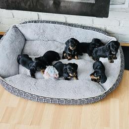 Dachshund puppies from Dreamin Dachshunds