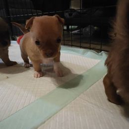 Luna - Cream and white female Chihuahua puppy in Gray, Louisiana from Chi Chi's Place LLC