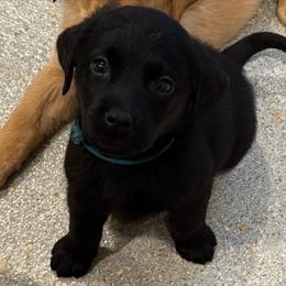 Blue collar - Black male Labrador Retriever puppy in Clinton, Tennessee from Summer Rose