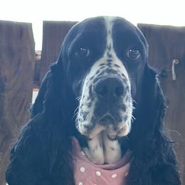 Sophia - English Springer Spaniel