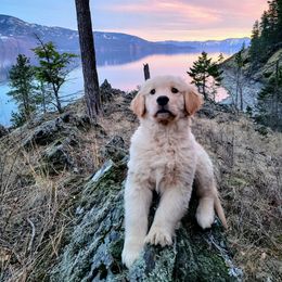 Golden Retriever Puppies from DoubleTake Goldens