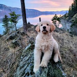 Golden Retriever Puppies from DoubleTake Goldens