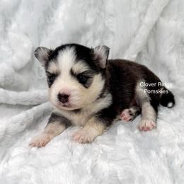Bismarck - Black and white male Pomsky puppy in Sheffield, Iowa from Clover Ridge Pomskies