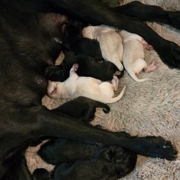 Girl 3 - Black female Labrador Retriever puppy in Lenore, Idaho from Sunny Skies Retrievers