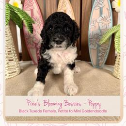 Poppy - Black female Goldendoodle puppy in Waterford, Michigan from Oh My Doodness!