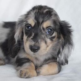 Dachshund Puppies from Dreamheart Dachshunds