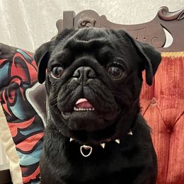 Pug puppies from Menagerie Magnifique Pugs & Boston Terriers