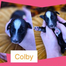 Colby - Black female Goldendoodle puppy in Decatur, Tennessee from Diamond's Doodles