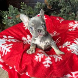 PIggy's Blue Girl - Liver female French Bulldog puppy in Davis, Oklahoma from Dreampups