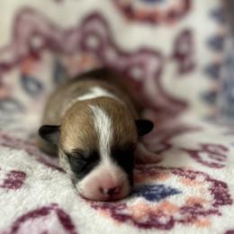 Lilibit - Red female Pembroke Welsh Corgi puppy in Hope, Arkansas from Foxy Knoll Farm