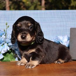 Finn - Black and cream male Dachshund puppy in Prospect, Oregon from Spunky Sausage Pups