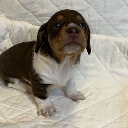 Dachshund Puppies from Victoria’s Dachshunds