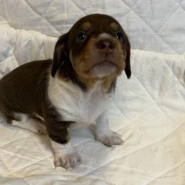 Dachshund Puppies from Victoria’s Dachshunds