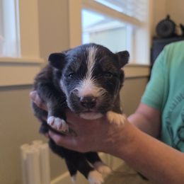 Granite - Black and white Pomsky puppy in Wyoming from 307 Pomskys