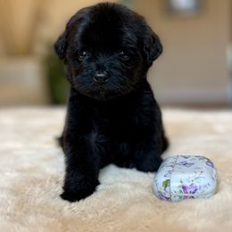 Livvy - Black female Labradoodle puppy in San Antonio, Texas from I Love U Back Labradoodles, LLC