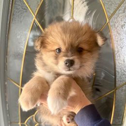 John - Red sable Pomeranian puppy in Stroud, Oklahoma from Laik’s Little Shihtz & Poms