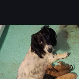 Bessie - Dachshund