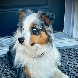 Wyatt - Australian Shepherd