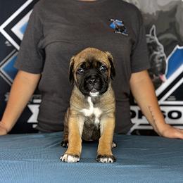 Purple Collar Fawn Female - Fawn female Cane Corso puppy in Linden, Texas from Da Boyz Cane Corso