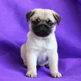Havanese and Pug Puppies from Casa Blanca Pugs & Mardi Gras Havanese