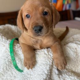 Green - Yellow male Labrador Retriever puppy in Gillete, Wyoming from Red Prairie Retrievers
