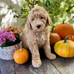 Jessie (Magenta) - Apricot female Goldendoodle puppy in Rocklin, California from FurEver Yours Goldendoodles