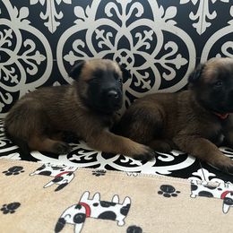 Belgian Malinois Puppies from Care 2 Protect